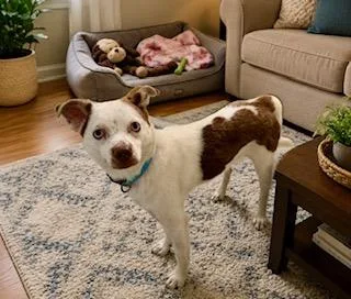 A young small-sized male Brown / Chocolate Rat Terrier dog named Bennie for adoption in Tifton, GA