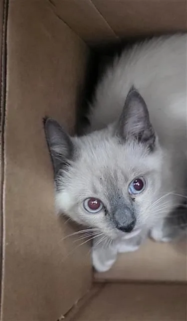 A baby medium-sized female Domestic Long Hair cat named Catalina for adoption in Dallas, TX