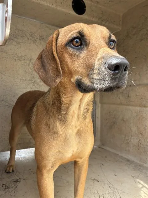 A young medium-sized female Hound dog named A for adoption in Oklahoma City, OK