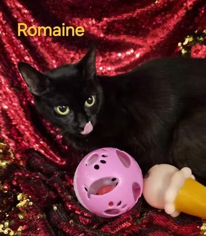 Romaine thumbnail 3