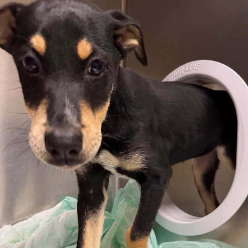 A baby medium-sized female Black Mixed Breed dog named Gabriella for adoption in Winston-Salem, NC