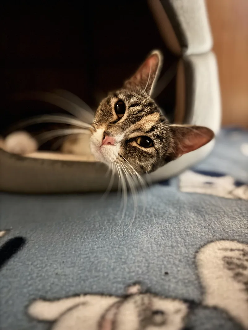 An adult medium-sized female Calico Domestic Short Hair cat named Missy for adoption in Dodgeville, WI