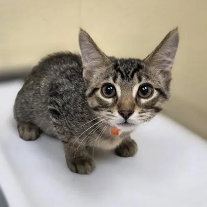 A baby small-sized male Domestic Short Hair cat named Mighty Max for adoption in Westland, MI
