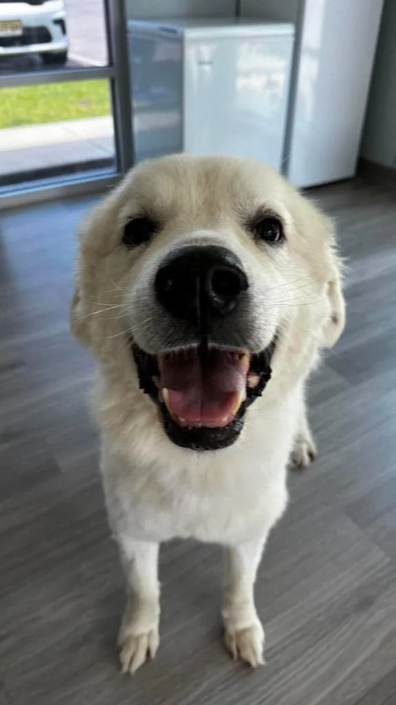 An adult large-sized male Great Pyrenees dog named Bear for adoption in New Bern, NC