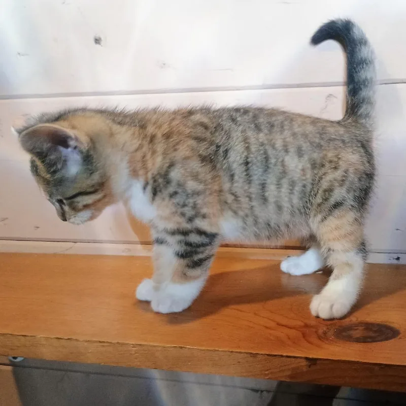 A baby small-sized female Calico Domestic Short Hair cat named Morgan for adoption in Carmel, IN