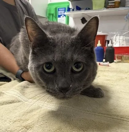 An adult small-sized male Domestic Short Hair cat named Polynesian Sauce for adoption in West Chester, PA
