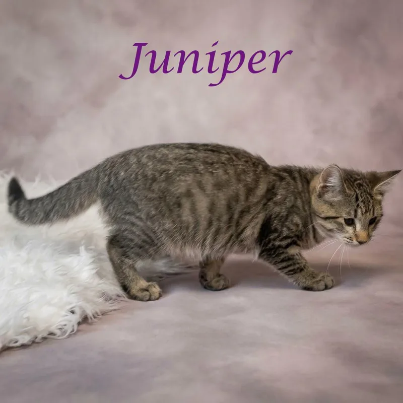 A baby small-sized female Brown / Chocolate Domestic Short Hair cat named Juniper C for adoption in Lebanon, TN