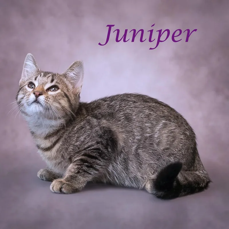 Juniper C thumbnail 2