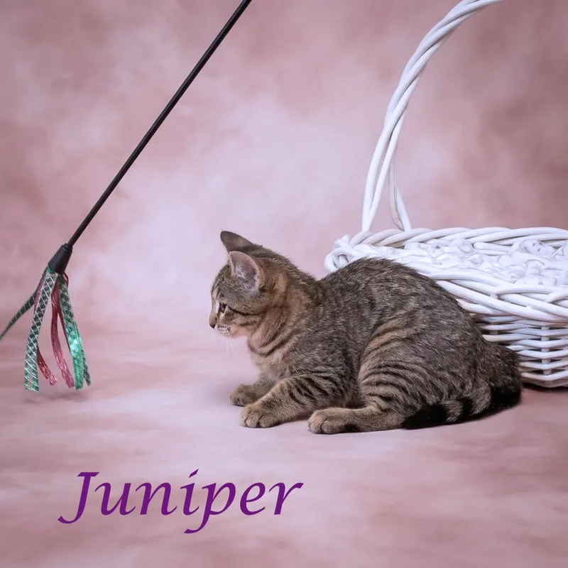 Juniper C thumbnail 4