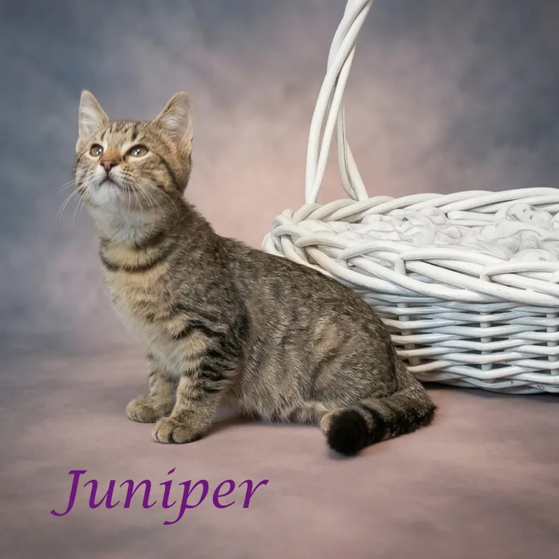 Juniper C thumbnail 5