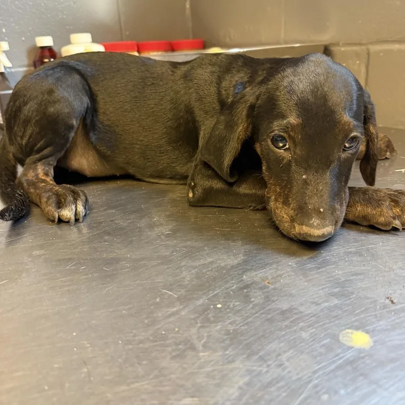 A baby medium-sized female Black Hound dog named Maggie for adoption in Tuscaloosa, AL