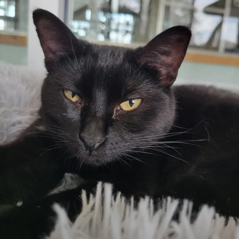 Isaac Hanson thumbnail 2