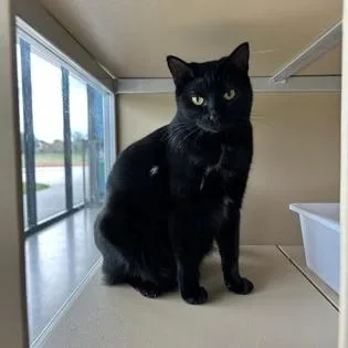 Isaac Hanson thumbnail 3