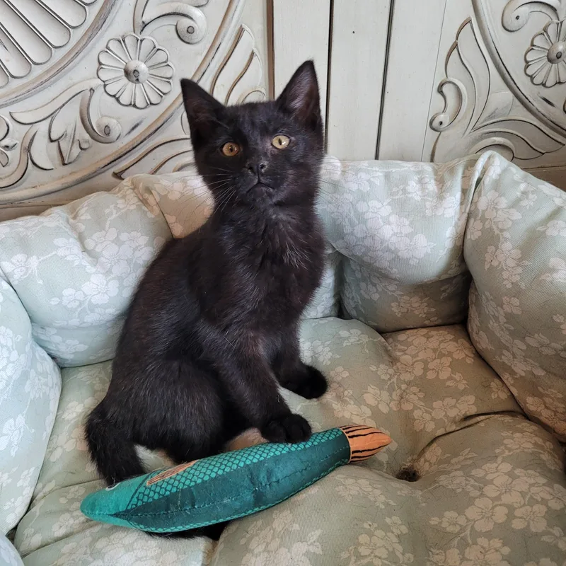 A baby small-sized male Black Domestic Short Hair cat named Beanie for adoption in Indianapolis, IN