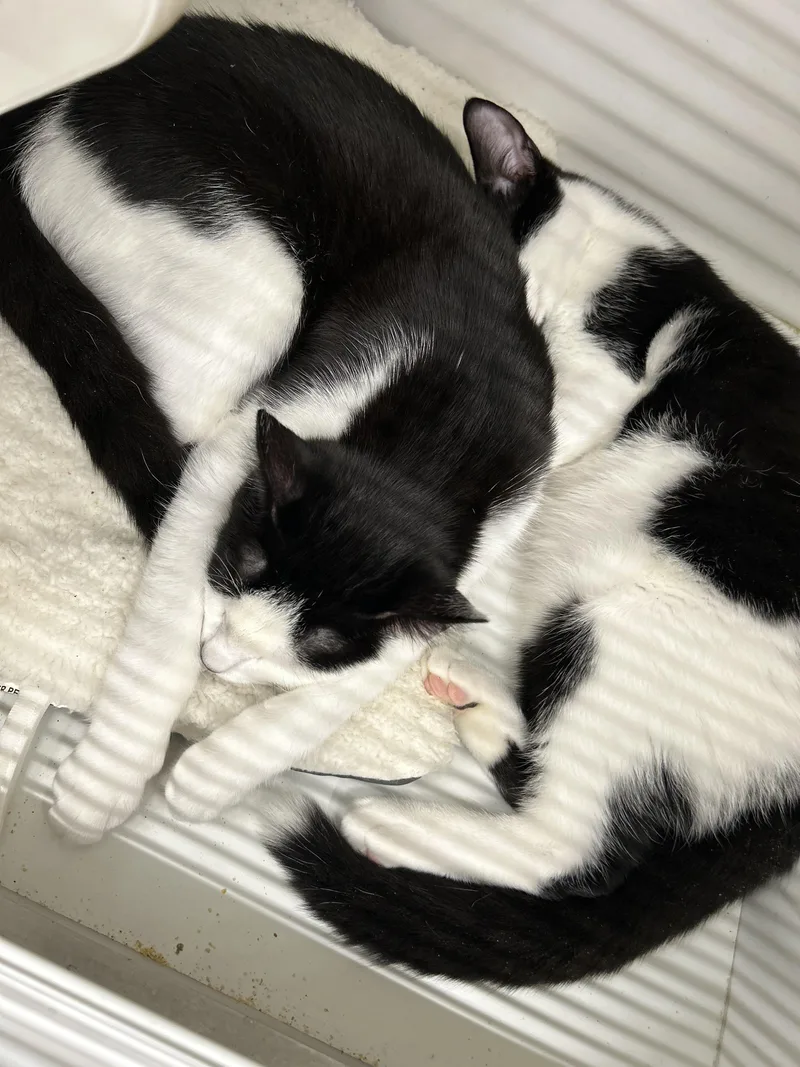 Marco & Polo thumbnail 3