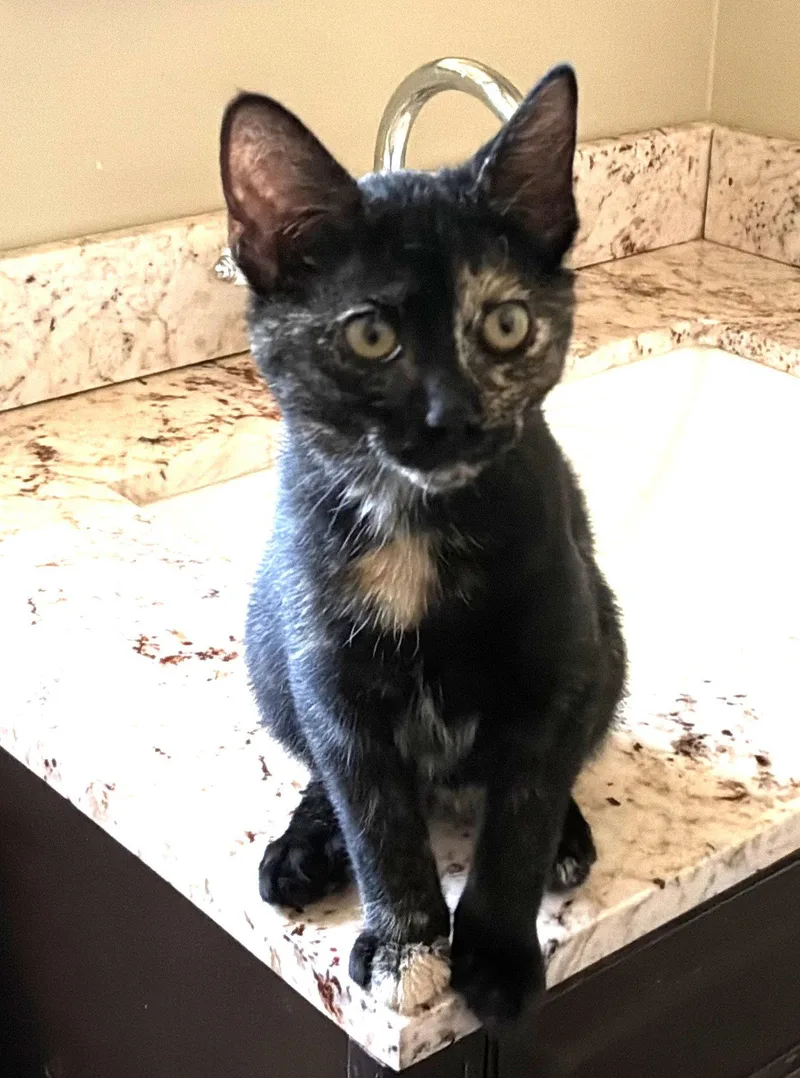 A baby medium-sized female Domestic Short Hair cat named Marble for adoption in Seal Beach, CA