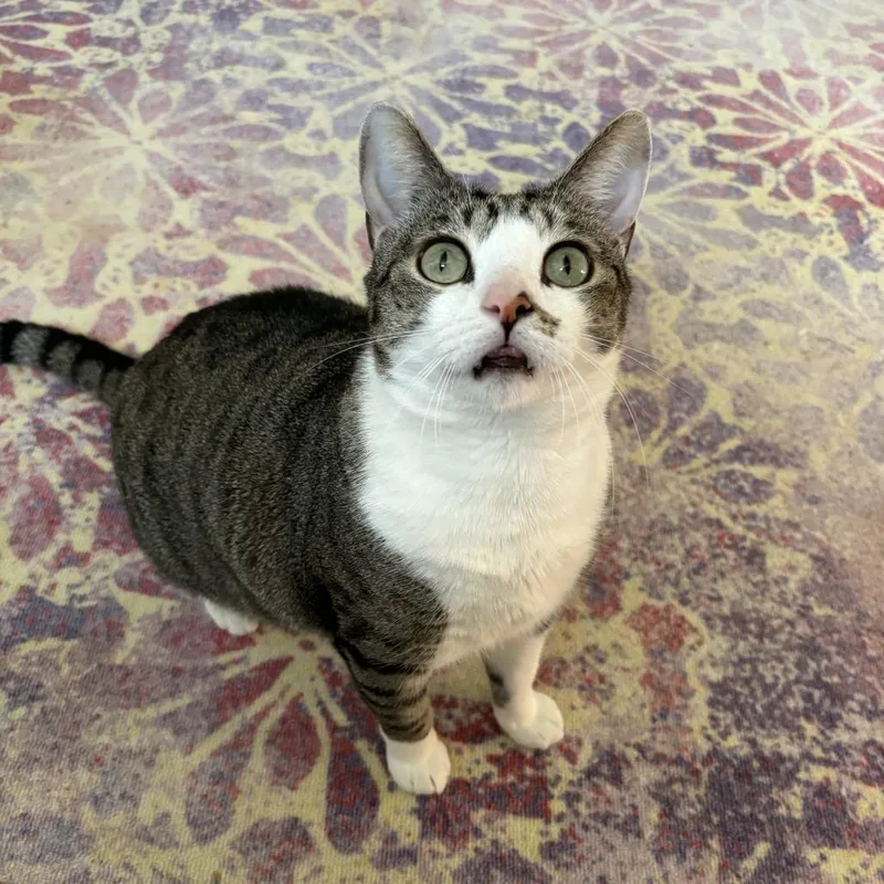 Pikameow thumbnail 2