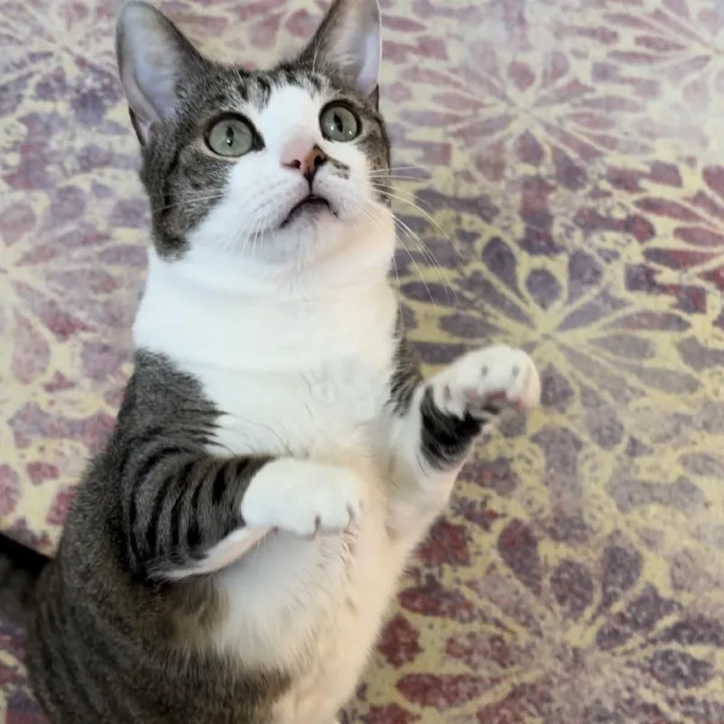 Pikameow thumbnail 3