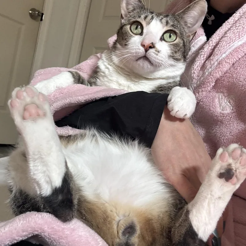 Pikameow thumbnail 5