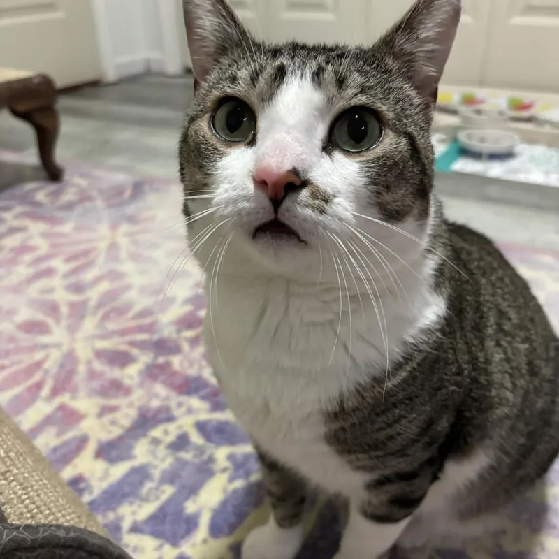 Pikameow thumbnail 6