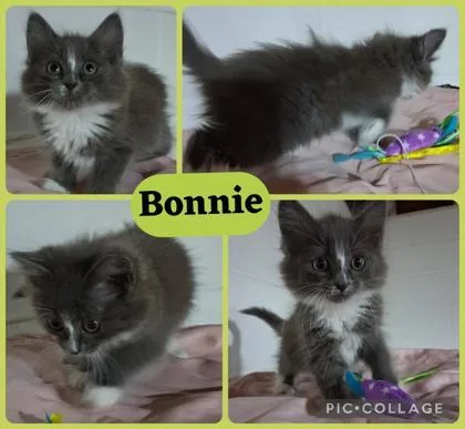 A baby small-sized female Domestic Long Hair cat named Bonnie for adoption in Wilkesboro, NC