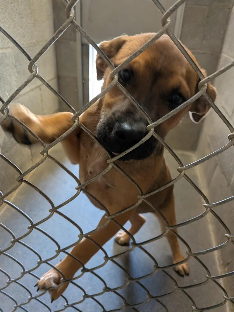 A baby medium-sized male Pit Bull Terrier dog named Bo for adoption in Hermiston, OR
