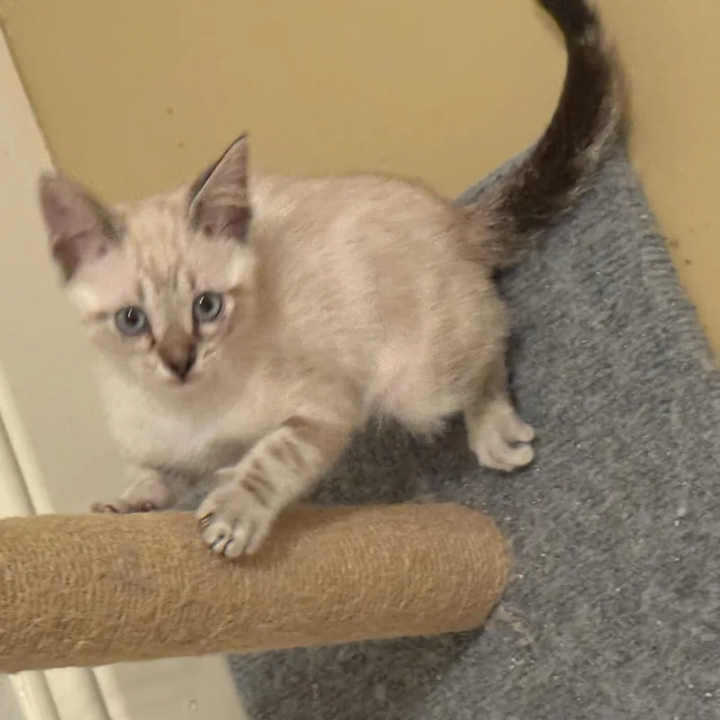A baby medium-sized male Buff / Tan / Fawn Siamese cat named Wilfredo Ort for adoption in Missouri City, TX
