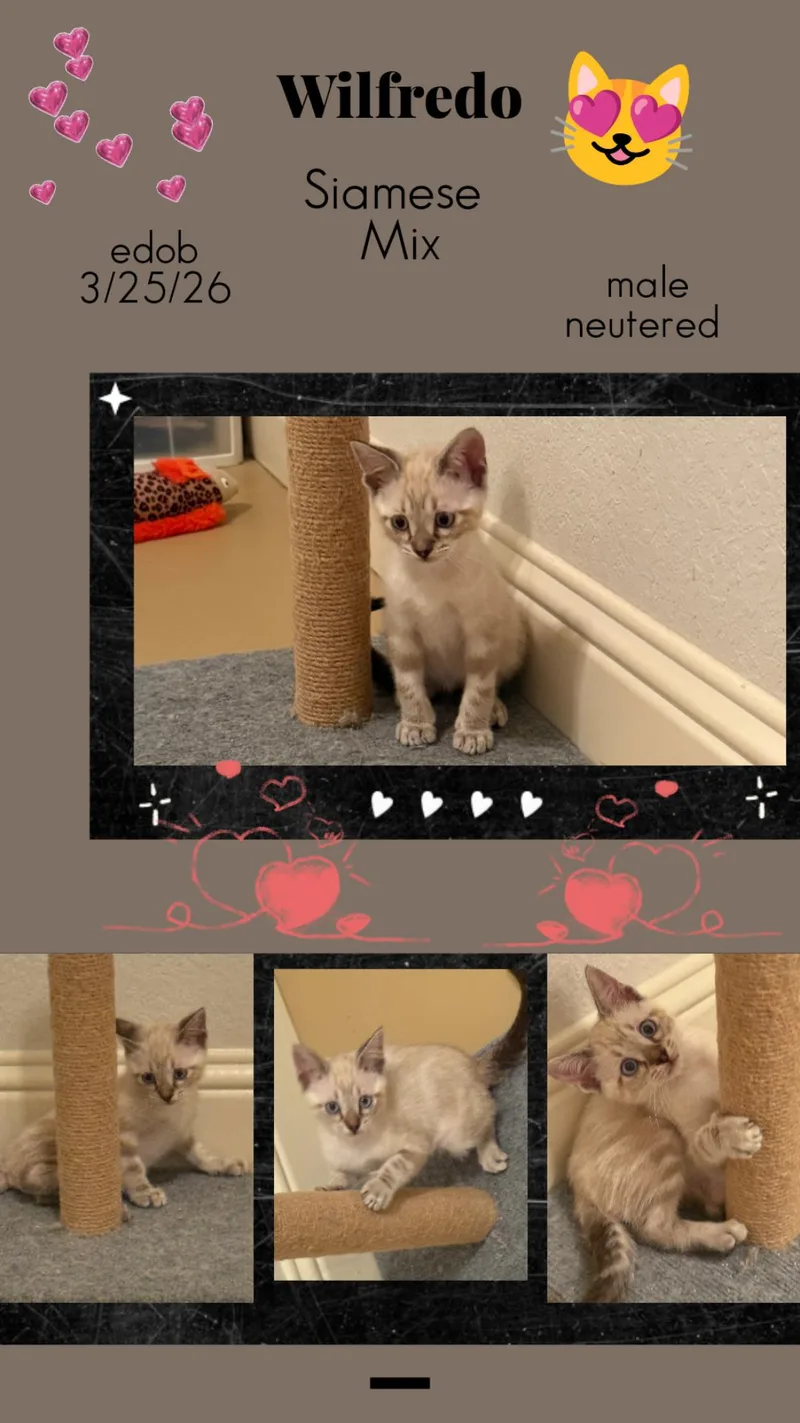 Wilfredo Ort thumbnail 4