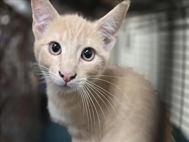 A baby small-sized male Domestic Short Hair cat named Sinigang for adoption in Los Angeles, CA