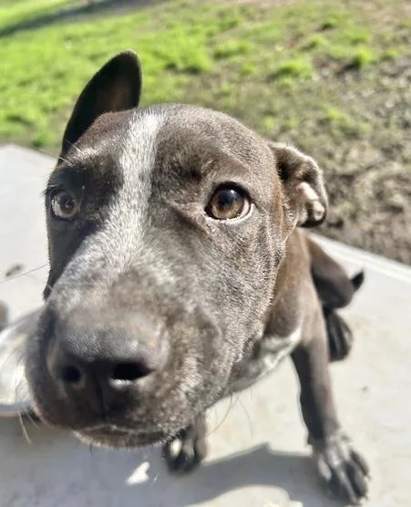 A baby medium-sized male German Shorthaired Pointer dog named Jack for adoption in Manchester, CT
