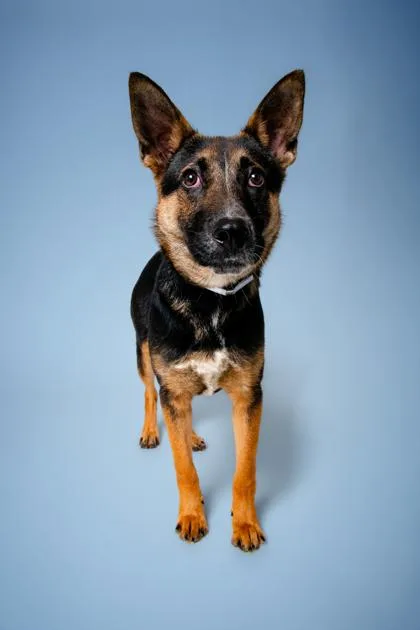 An adult medium-sized male German Shepherd Dog dog named Peety Pueblo for adoption in Sevierville, TN
