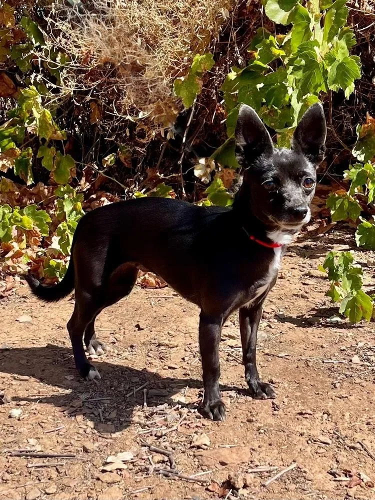An adult small-sized female Chihuahua dog named Mindy for adoption in Jamestown, CA