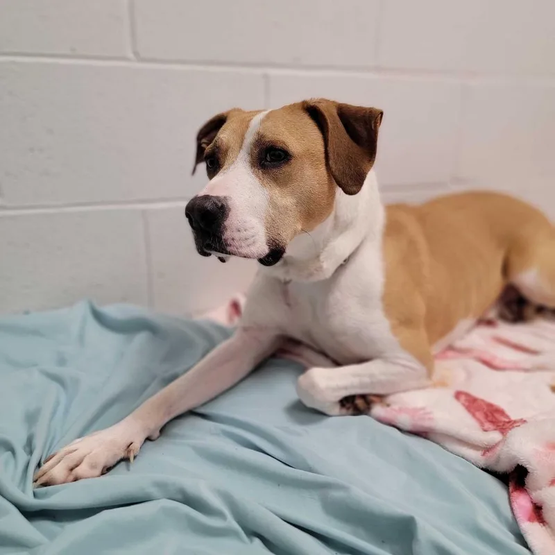 A senior medium-sized male Yellow / Tan / Blond / Fawn Mixed Breed dog named Archer for adoption in Dover, NH