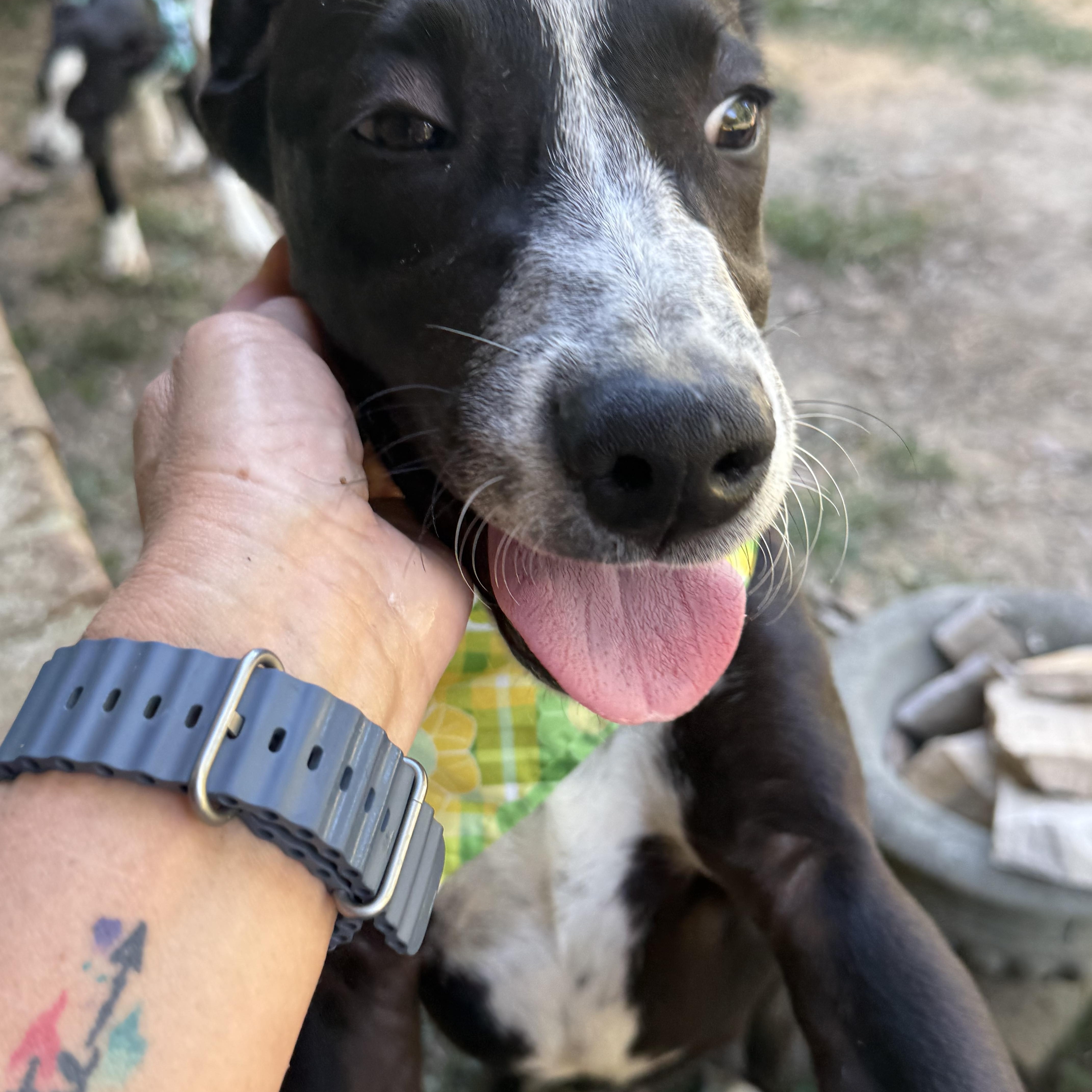 A baby medium-sized male English Pointer dog named Church for adoption in Hatfield, PA