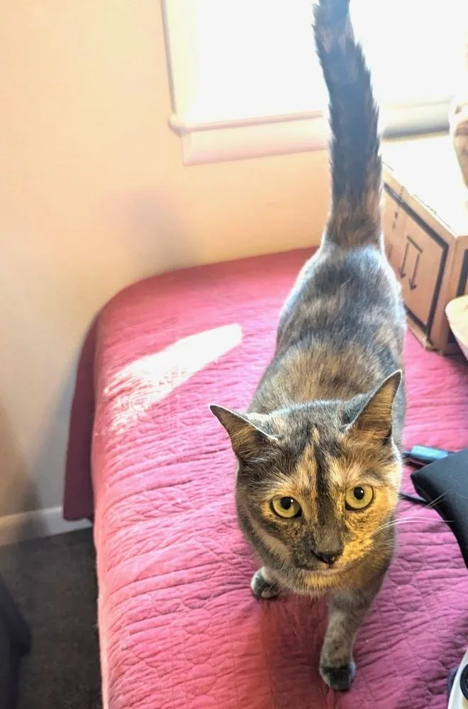 An adult medium-sized female Domestic Short Hair cat named Gabby for adoption in Lansing, MI