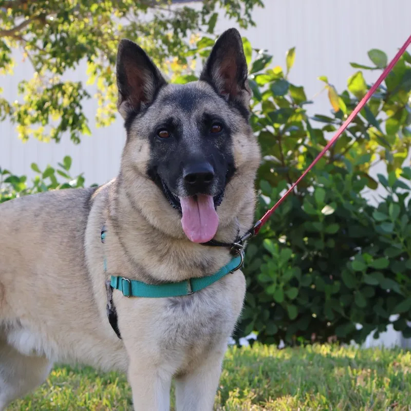 An adult large-sized male Brown / Chocolate Mixed Breed dog named Babylon for adoption in Naples, FL