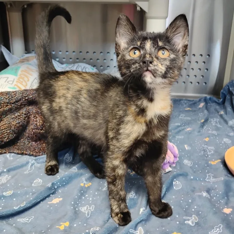 A baby small-sized female Brown / Chocolate Domestic Short Hair cat named Cayenne for adoption in Winchester, TN