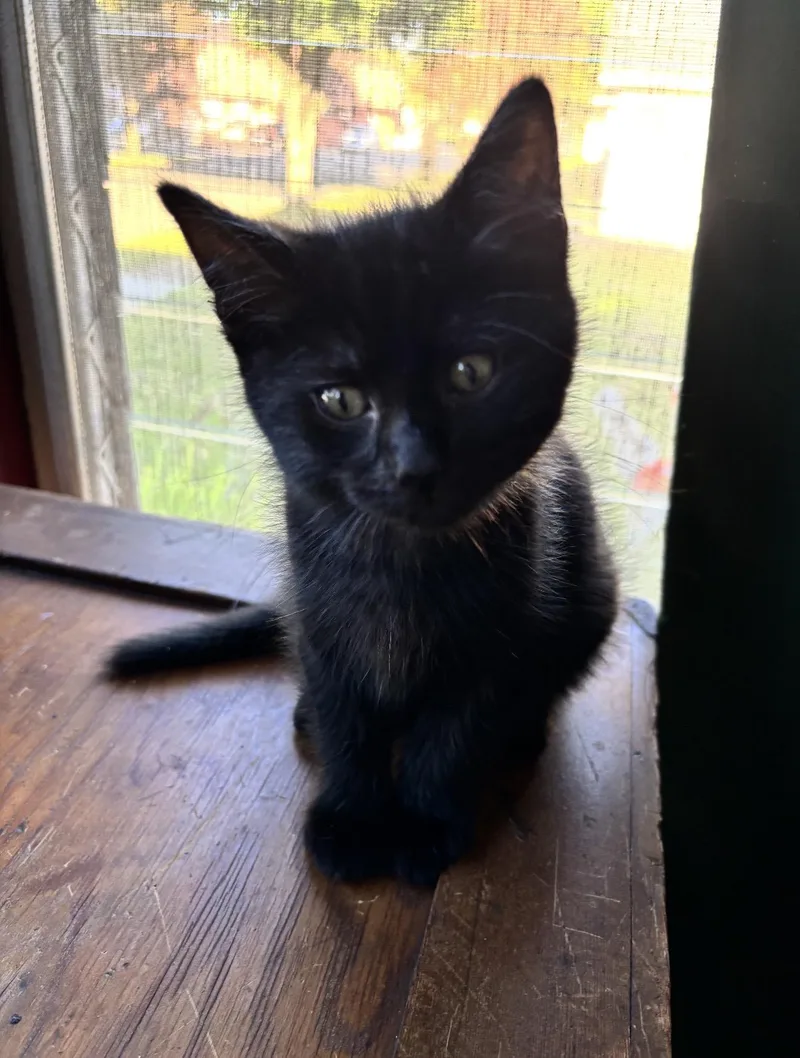 A baby small-sized male Domestic Short Hair cat named Matthew for adoption in Canton, OH