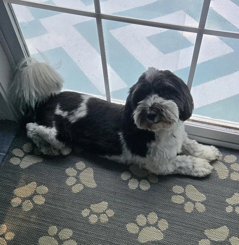 An adult small-sized male Black Havanese dog named Jasper is no longer for adoption in South Portland, ME