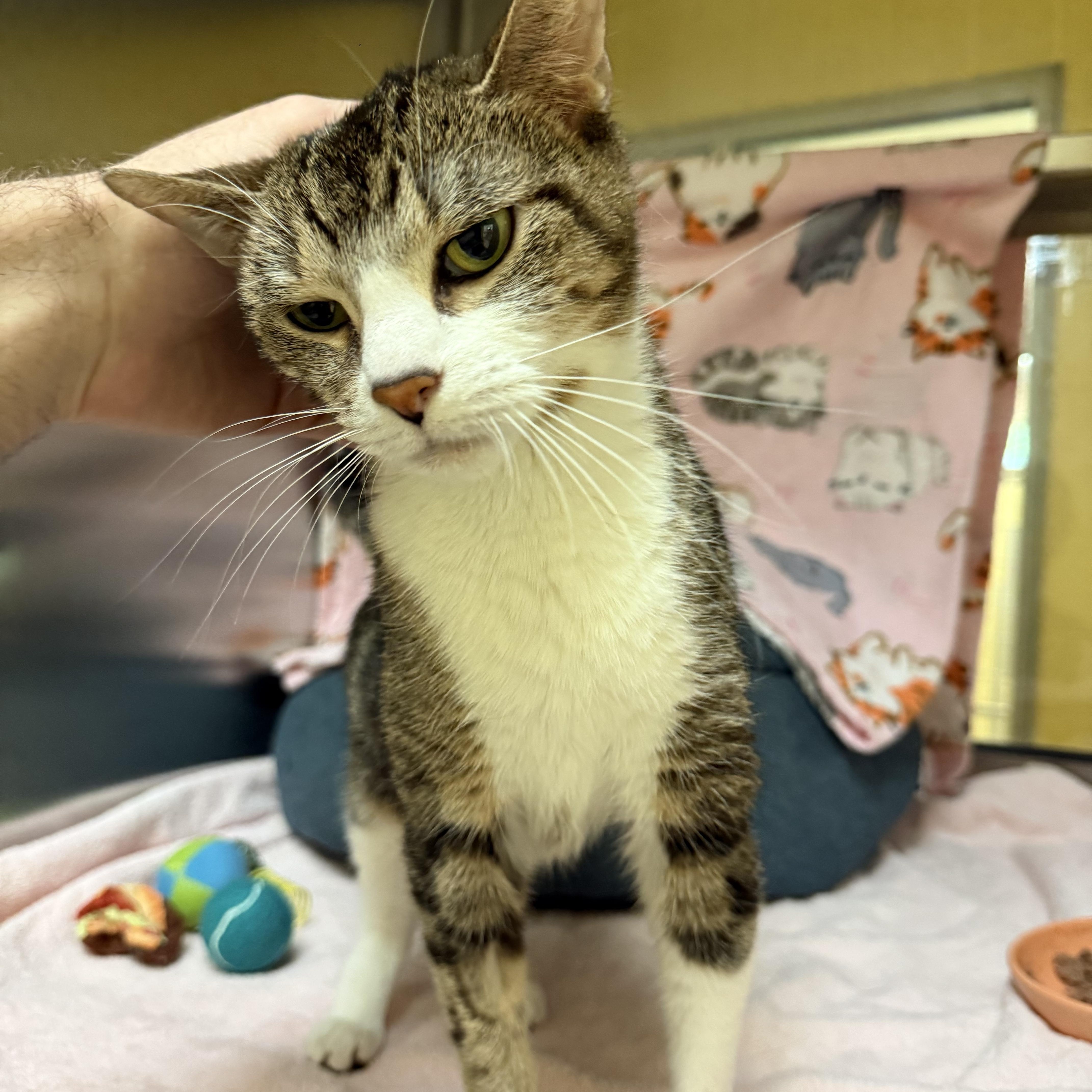 A senior medium-sized female Domestic Short Hair cat named Rosie for adoption in Brownsville, VT