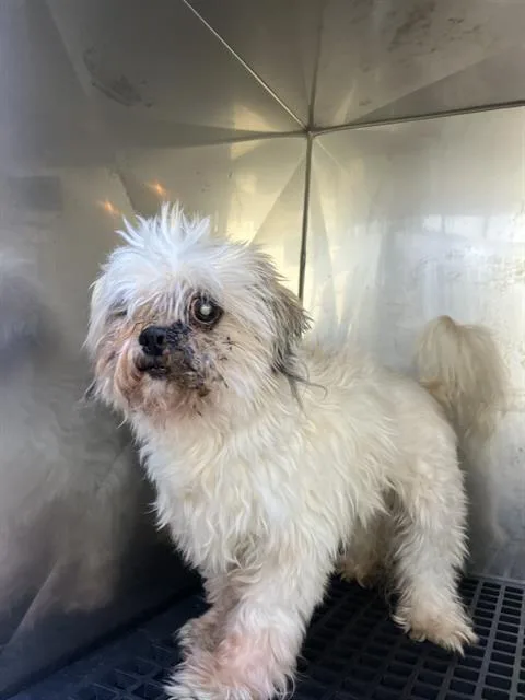 An adult small-sized male Mixed Breed dog named Sandy for adoption in Dallas, TX