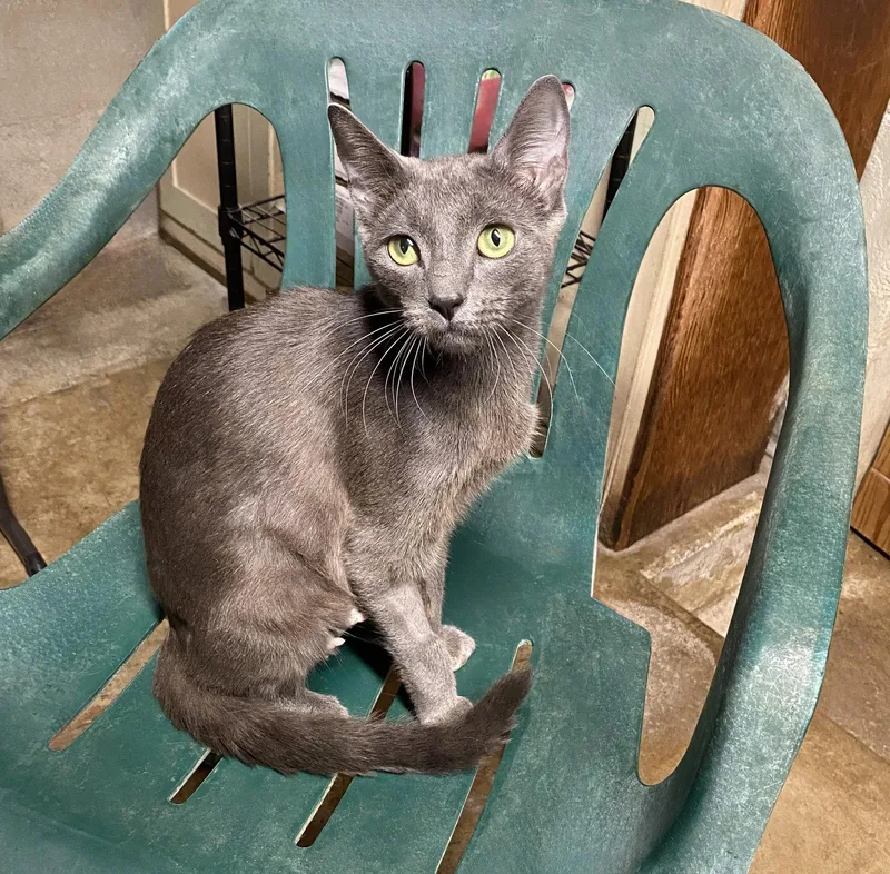 An adult medium-sized female Gray / Blue / Silver Domestic Short Hair cat named Lady Grey for adoption in Alameda, CA