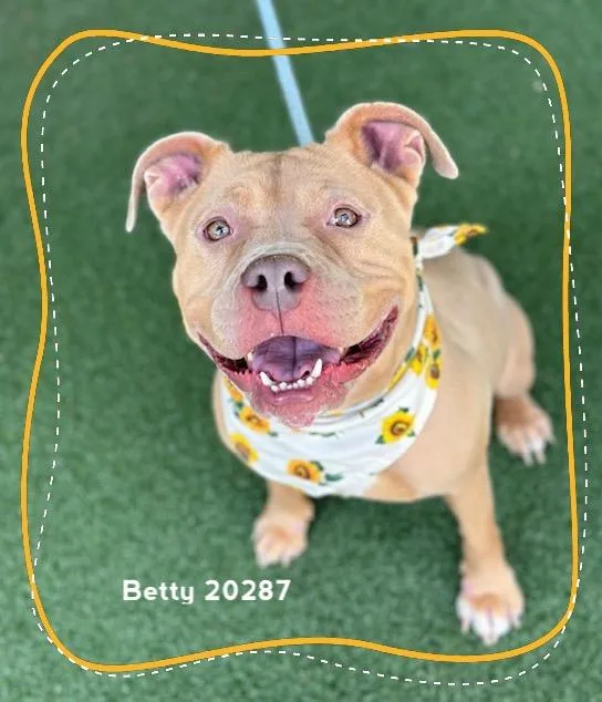 An adult medium-sized female Brown / Chocolate Pit Bull Terrier dog named Betty for adoption in Marietta, GA