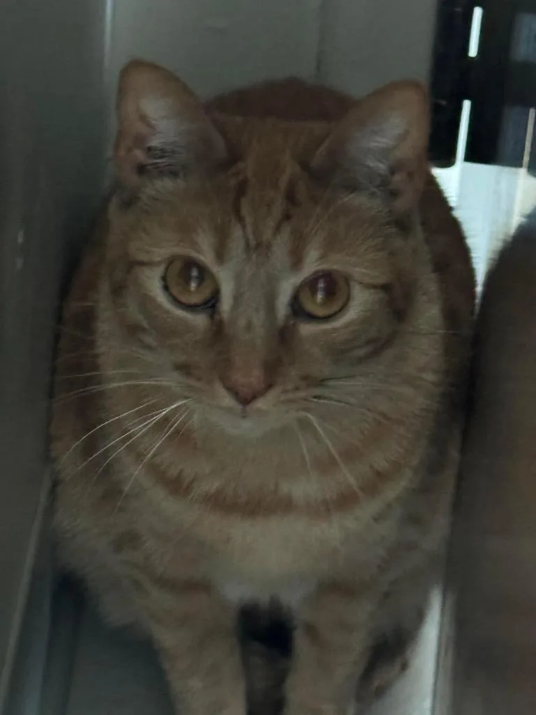 An adult medium-sized male Domestic Short Hair cat named Toast for adoption in Dalton, GA