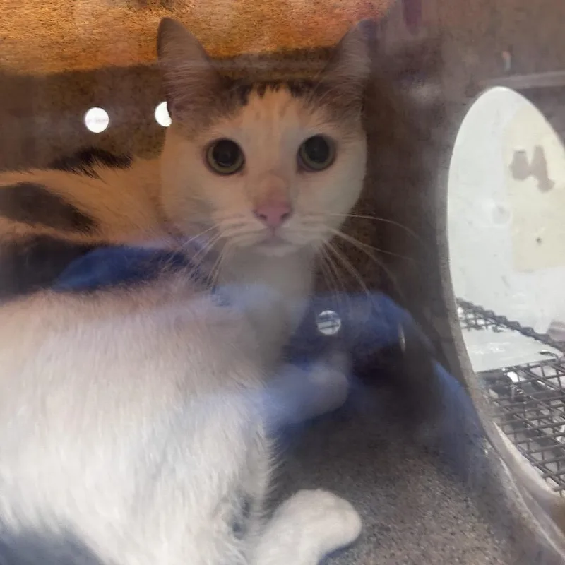 An adult medium-sized female White Domestic Short Hair cat named Luna for adoption in Philadelphia, PA
