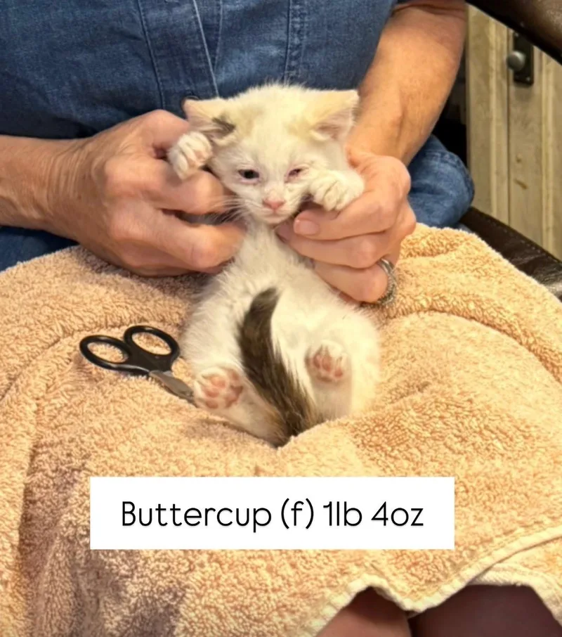 Buttercup