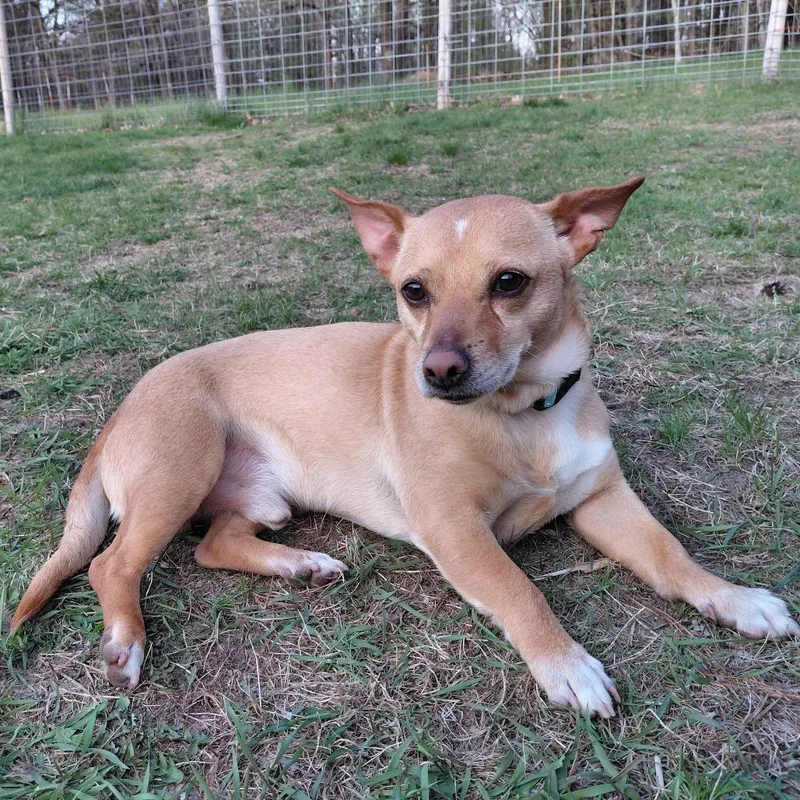 Lalo