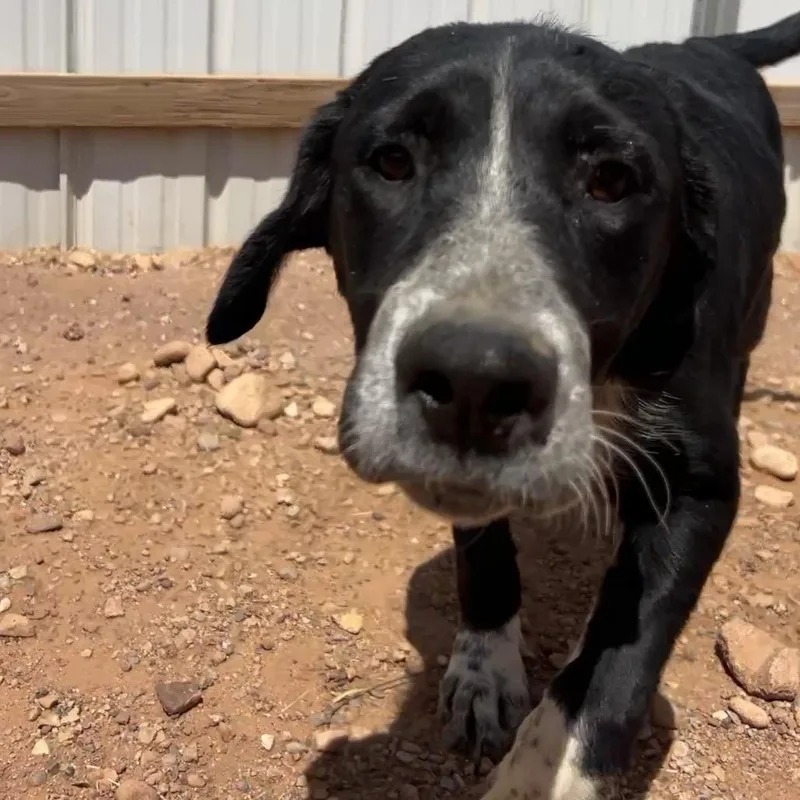A young medium-sized male Black Mixed Breed dog named Abacus for adoption in Moab, UT