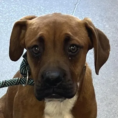 A young medium-sized female Yellow / Tan / Blond / Fawn Mixed Breed dog named Isabela for adoption in Las Cruces, NM