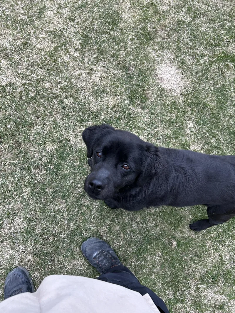 An adult medium-sized female Labrador Retriever dog named River for adoption in Homer, AK